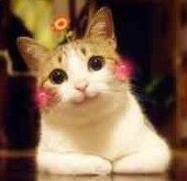 花昭
