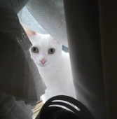 もーすん