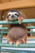 ナマケモノの人