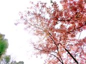 桜吹雪♪ .*
