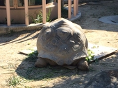 tasuku