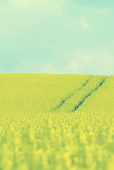 みスち