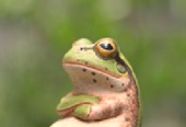 つきちん