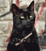 路过的某猫