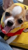 新人