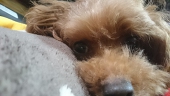 春樹