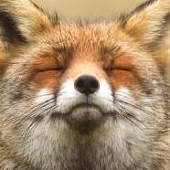 ArcticFox