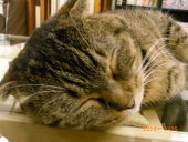 よし