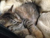 猫だまり