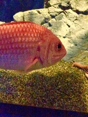 魚