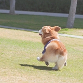 ニコル　