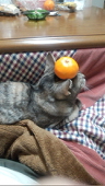 しょん
