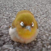 ユキ