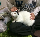 OA(お仕事募集中※)