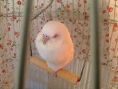 パンダの微糖