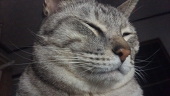 nono
