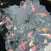 こ