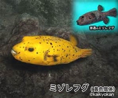 みぞ