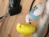 nabeko
