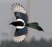 MagpieKun