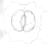 Lattias