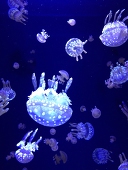 クラゲ