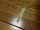 ゲンチロ