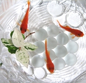 Gold Fish Q♪