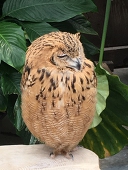 くり