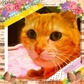 Apricott