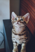 MiaBrighten