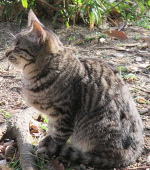 Nila-B.