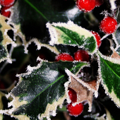Holly
