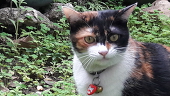 Peanut Cat