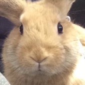 うさかた