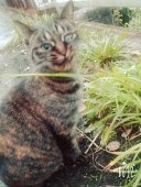 ねこた