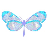 glasswinged-b