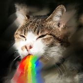 marko猫