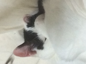 ちゃっぴー
