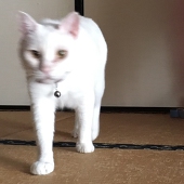 コマ