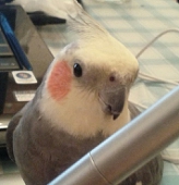 とりょ子