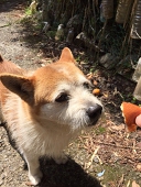 カエデ