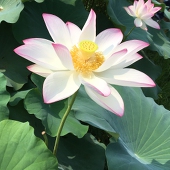 むらさき