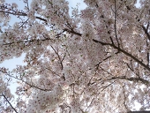 桜華