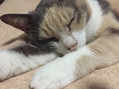 にいに〜