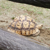 namino