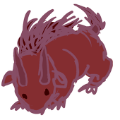 ahiru