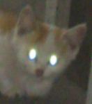 ユエ