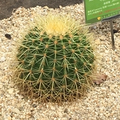 Ag世界