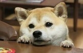 浅